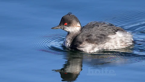 Schwarzhalstaucher (Podiceps nigricollis)