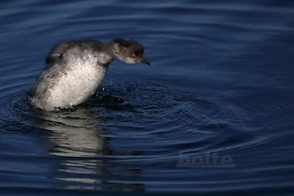 Schwarzhalstaucher (Podiceps nigricollis)