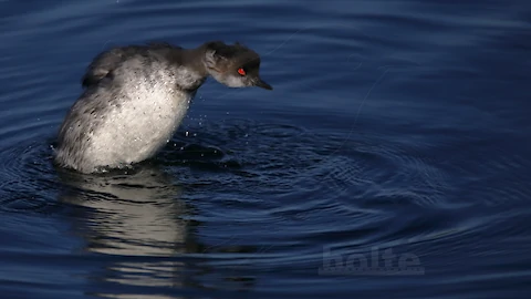 Schwarzhalstaucher (Podiceps nigricollis)