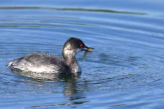 Schwarzhalstaucher (Podiceps nigricollis)