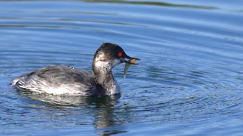 Schwarzhalstaucher (Podiceps nigricollis)