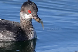 Schwarzhalstaucher (Podiceps nigricollis)