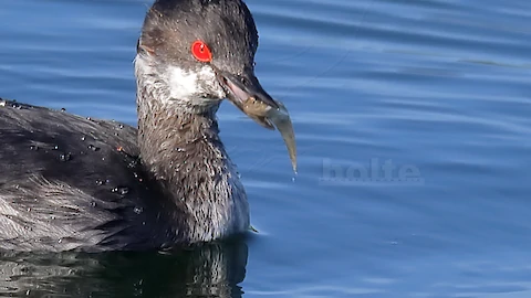 Schwarzhalstaucher (Podiceps nigricollis)