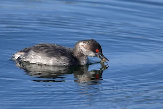 Schwarzhalstaucher (Podiceps nigricollis)