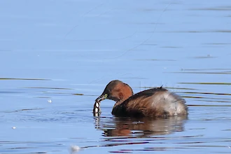 Zwergtaucher (Tachybaptus ruficollis)