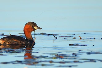 Zwergtaucher (Tachybaptus ruficollis)