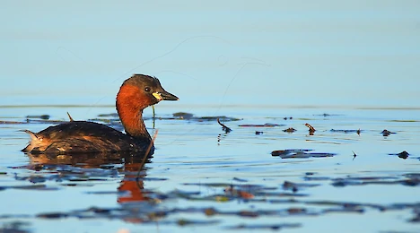 Loons & Grebes