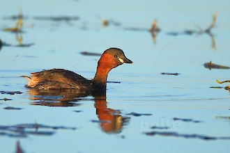 Zwergtaucher (Tachybaptus ruficollis)