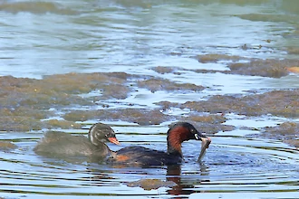 Zwergtaucher (Tachybaptus ruficollis)