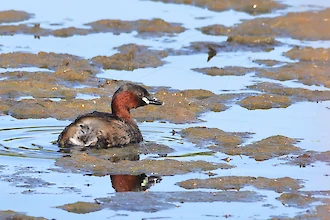 Zwergtaucher (Tachybaptus ruficollis)