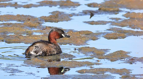Loons & Grebes
