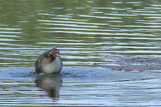 Zwergtaucher (Tachybaptus ruficollis)
