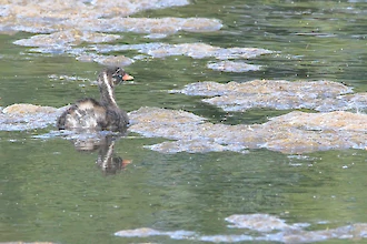 Zwergtaucher (Tachybaptus ruficollis)