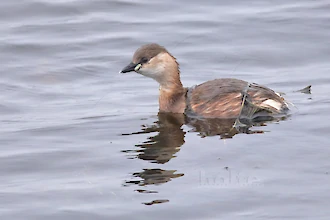Zwergtaucher (Tachybaptus ruficollis)
