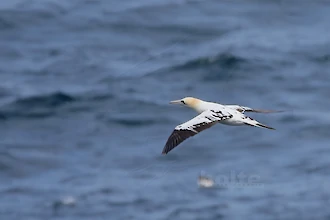 Basst&ouml;lpel (Morus bassanus)