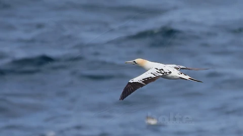 Basst&ouml;lpel (Morus bassanus)