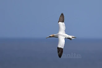 Basst&ouml;lpel (Morus bassanus)