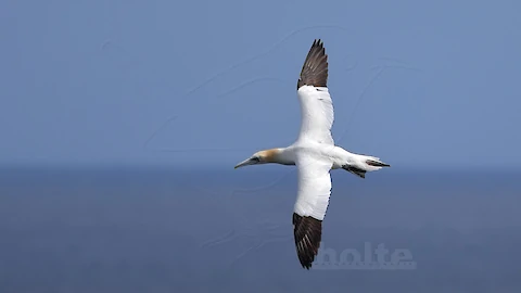 Basst&ouml;lpel (Morus bassanus)