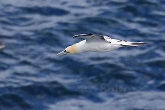 Basst&ouml;lpel (Morus bassanus)