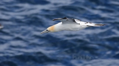 Gannets & Pelicans
