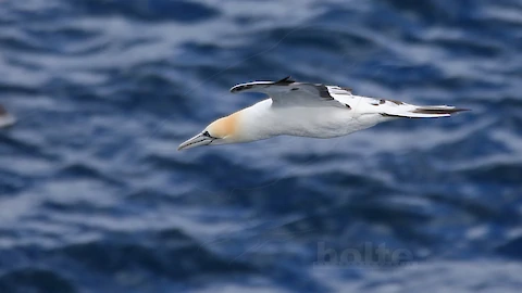 Basst&ouml;lpel (Morus bassanus)