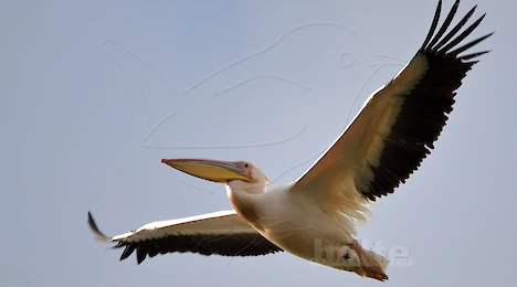 Gannets & Pelicans