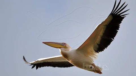 Rosapelikan (Pelecanus onocrotalus)