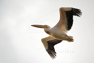 Rosapelikan (Pelecanus onocrotalus)