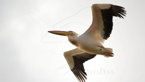 Rosapelikan (Pelecanus onocrotalus)