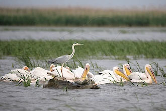 Rosapelikan (Pelecanus onocrotalus)