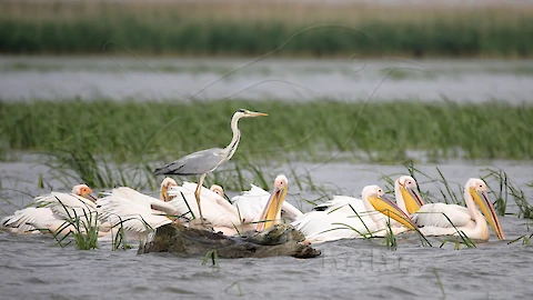 Rosapelikan (Pelecanus onocrotalus)