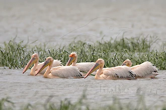 Rosapelikan (Pelecanus onocrotalus)