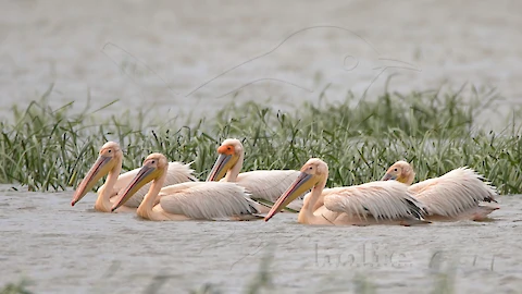 Rosapelikan (Pelecanus onocrotalus)