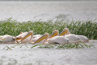 Rosapelikan (Pelecanus onocrotalus)