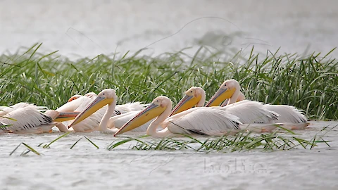 Rosapelikan (Pelecanus onocrotalus)