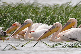 Rosapelikan (Pelecanus onocrotalus)