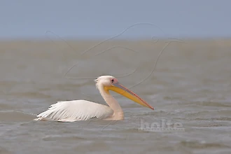 Rosapelikan (Pelecanus onocrotalus)