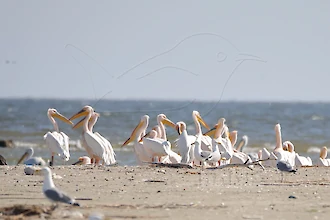 Rosapelikan (Pelecanus onocrotalus)