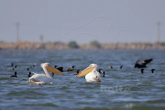 Rosapelikan (Pelecanus onocrotalus)