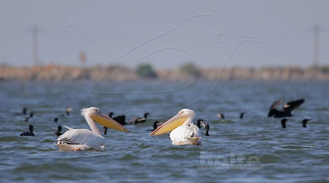 Gannets & Pelicans