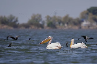 Rosapelikan (Pelecanus onocrotalus)