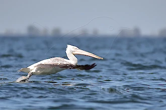 Krauskopfpelikan (Pelecanus crispus)