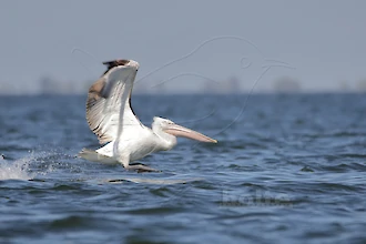 Krauskopfpelikan (Pelecanus crispus)