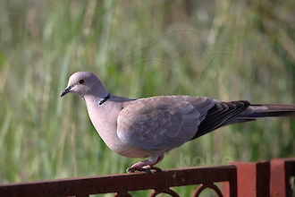 Türkentaube (Streptopelia decaocto)