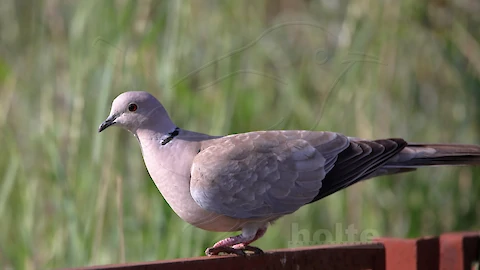 Collared dove (Streptopelia decaocto)