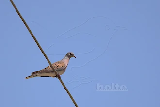 Turteltaube (Streptopelia turtur)