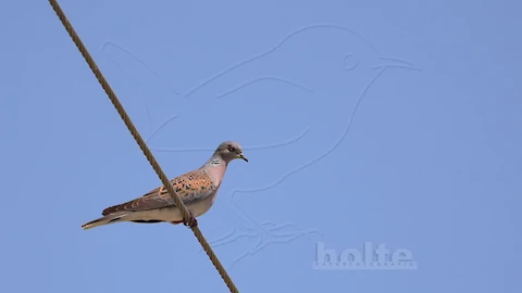 Turtle dove (Streptopelia turtur)