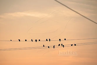 Straßentauben im Sonnenuntergang