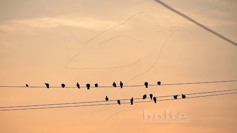 Pigeons at sunset