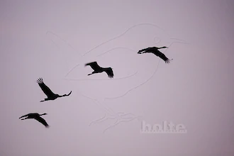 Kraniche (Grus grus)